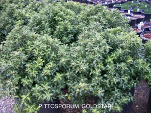 Pittosporum tenuifolium 'Goldstar' 2